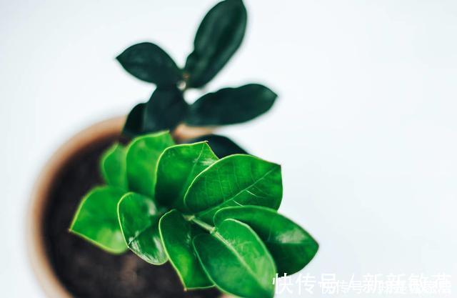 腊月不可错过的5种富贵花,随便养一盆,富贵上门来