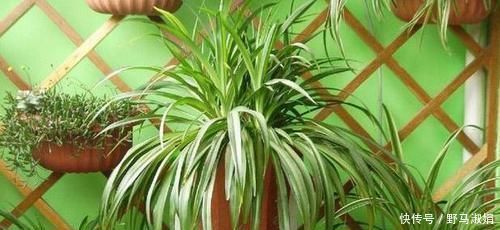 黄叶|想要酸性土养花该怎么弄兑点它们,喜酸植物不再黄叶掉花苞