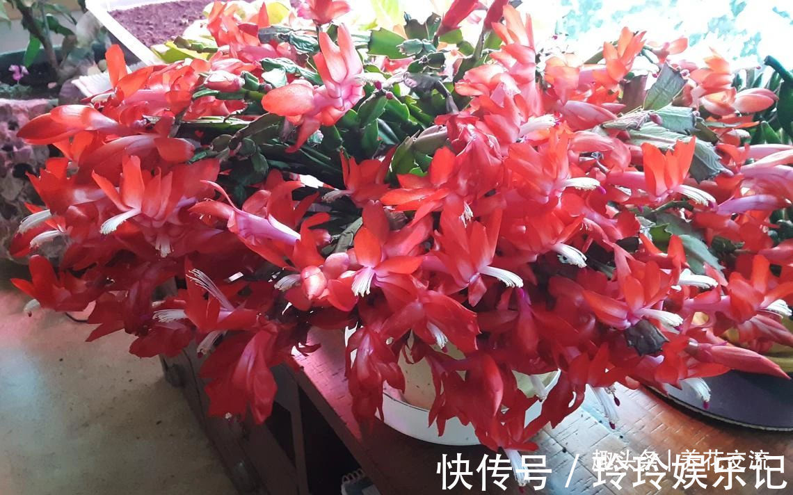 养盆栽蟹爪兰掌握10点就足够，看完就知道为啥叶子干瘪、不开花