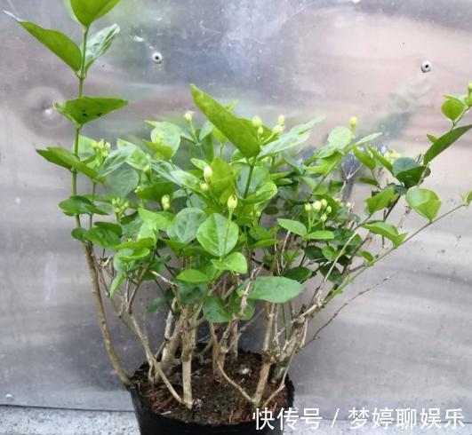 四季|想让茉莉开花多，“3步”不能少，四季开花不间断，香味十足