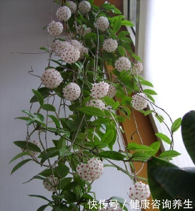 六月养球兰有“三怕”,难怪一直长叶不开花,甚至容易烂根萎蔫!