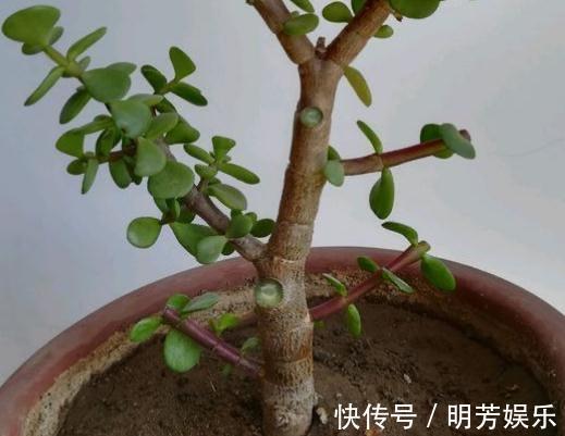 养花新手,就扦插这4种花,长根快成活快,越养越多颜值超高