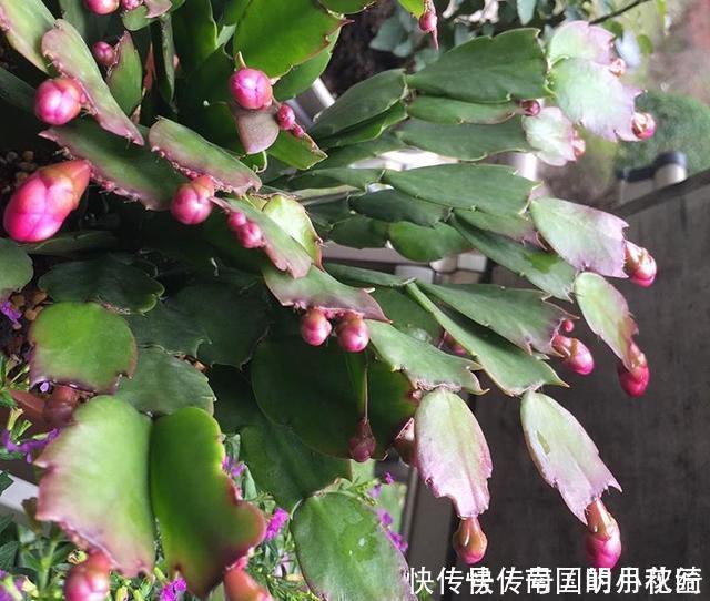 君子兰、蟹爪兰不开花,盆里加水加药,入冬就开花