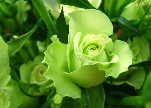 喜欢菊花，不如养盆“精品玫瑰”绿玫瑰，开花晶莹剔透，碧洁如玉