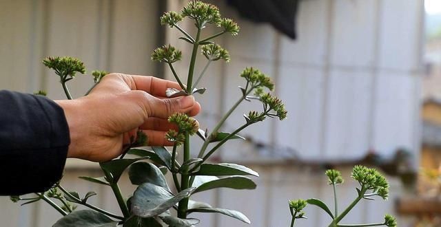 养花|养花不分地域,只要做好这几点,不管南北方都能爆盆