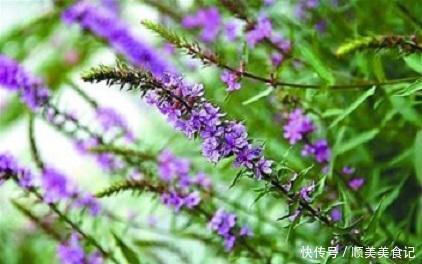 这野菜名叫益母草,有营养,价值高,挖一棵回家,作用多