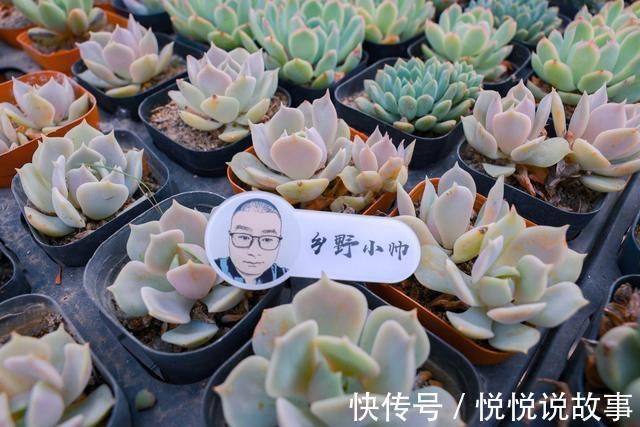 多肉植物|多肉叶片干瘪,不一定是缺水,听小帅怎么说