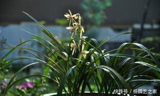 盆栽|5种盆栽花卉,比香水还香,养一盆香飘满屋,值得拥有!