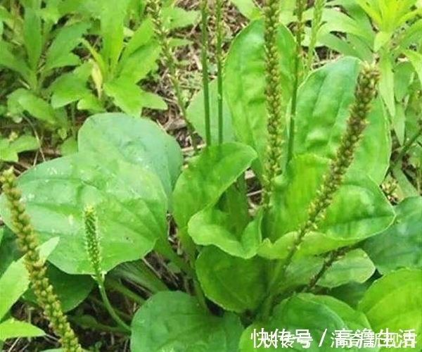 男女老少|常吃车前草身体好,竟然还有这么多功效,男女老少都离不开!