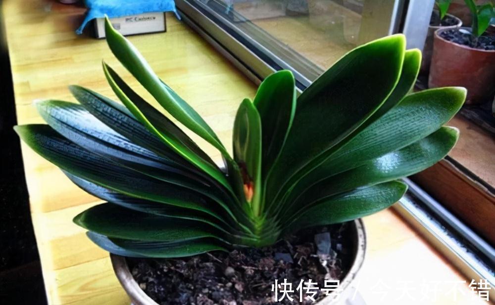 要想养好君子兰,这3步不能少,做好了新叶蹭蹭冒