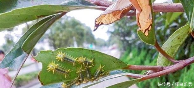 被“洋辣子”蜇了怎么办?老农:别着急,解药就在它身上