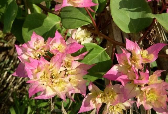 不服|网购的三角梅发新叶子了该怎么处理处理不当掉叶死苗不服盆