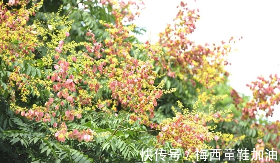 摇钱树多久浇水一次，摇钱树应该怎么养