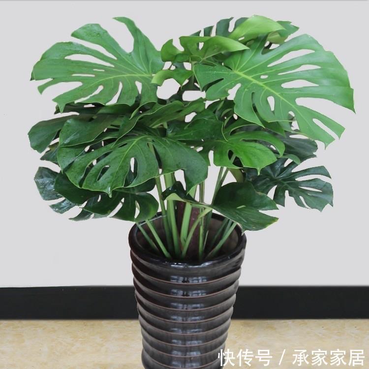 绿萝|3种耐阴植物,养在室内很好,叶色碧绿有光泽,大气又好养