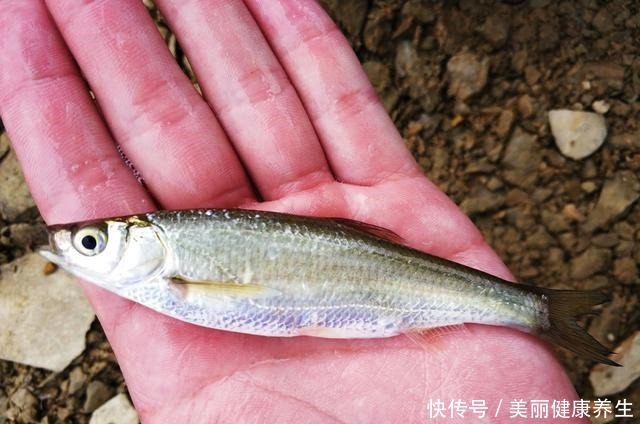 新版“四大家鱼”，每一种都让钓鱼人“头疼”，你认识吗