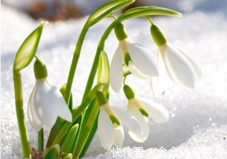 家养此款花卉,开花勤爱爆盆,花量大不操心,很受爱花人士的喜爱