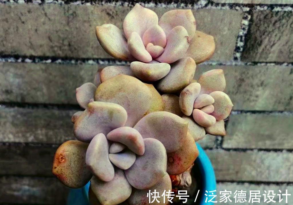 春天|被名字耽误的经典多肉诺玛,特别爱爆头,长成小老桩的样子很美