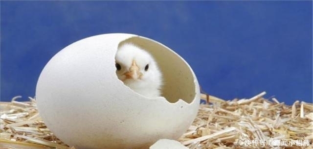 “先有鸡,还是先有蛋”?今天终于知道了答案!