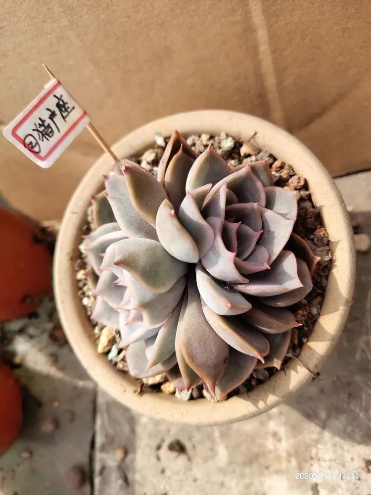 养肉多年的新手我相信它们一定可以变得更美丽！