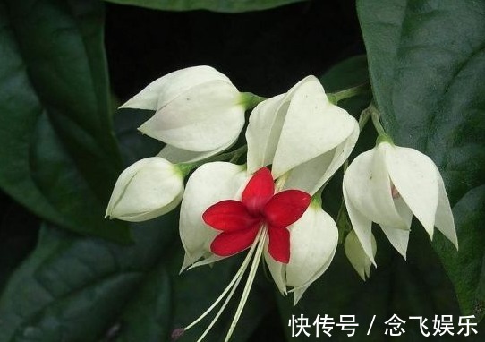 排水|最美的木本花卉，一花多色，漂亮又芳香，红白相映，堪称盆栽佳品