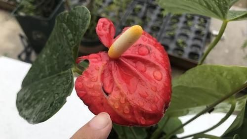 红掌花发蔫后应该如何处理？