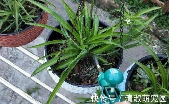 养花浇水是技术活：盆栽远离5种水，植物伤亡少、花友不走弯路