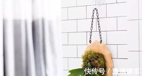 室内|17种适合生长在弱光处的室内植物,可以摆放在家里的任何角落