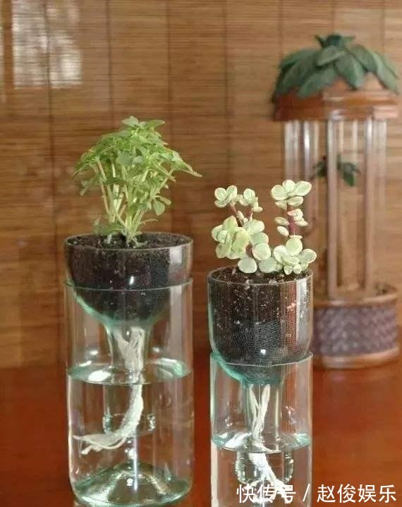 会用“塑料瓶”,养花真方便,这3种养花法,学了就能用上!