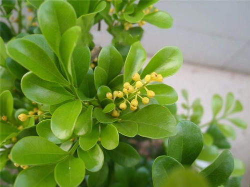 家中养一些带香气的绿植,绿意清新,芳香怡人