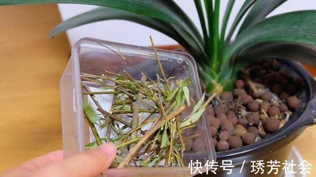 公园里面逛一逛，3种“垃圾”捡回家，花盆里扔一些，啥花都喜欢