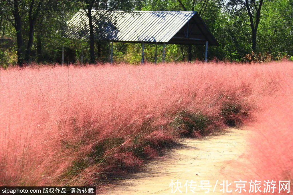 公园|超梦幻！北京这几个公园藏着粉黛乱子草花海，大多免费！