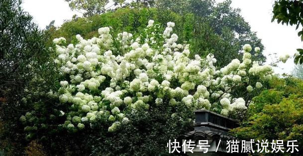 这9种花园,随便1个都美上天了,有一种这辈子就满足了!