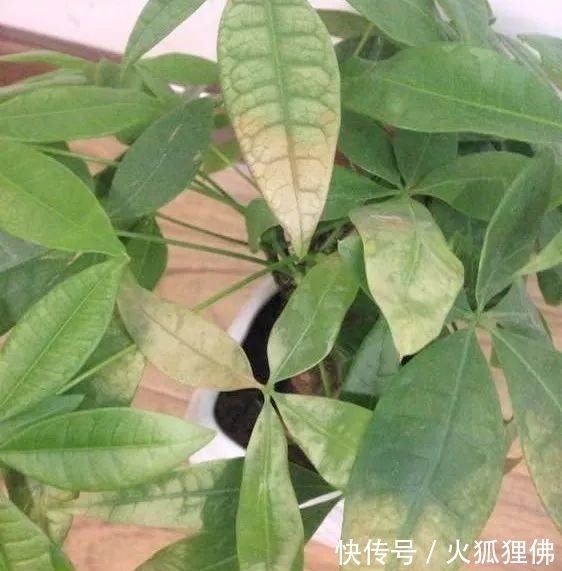 秋冬|秋冬发财树怎么养?知道这4点就够了,保证枝繁叶茂