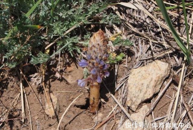 山沟1种“不老草”,爱长蒿草边,祸害农田惹人嫌,谁知是贵草药!