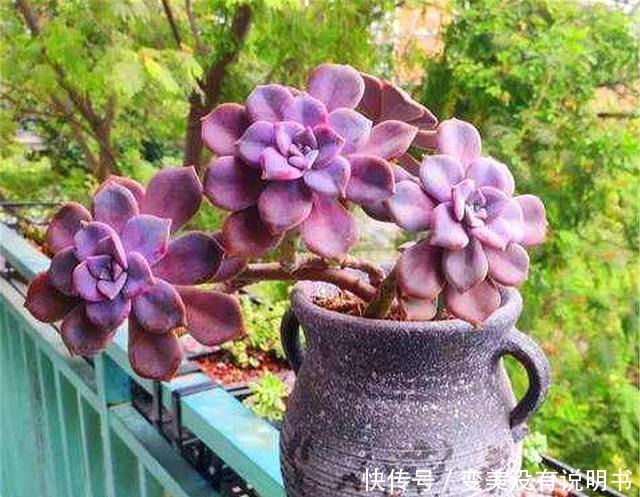 3种最容易养成悬崖桩的多肉,养护简单色彩绚烂,高贵大气有格调!