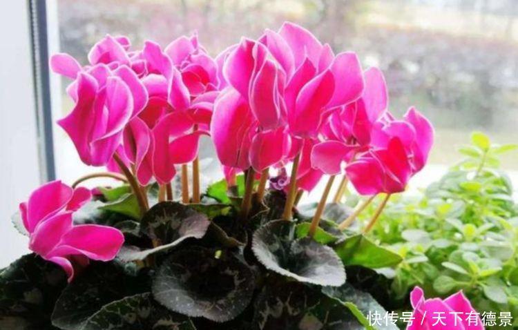 家中|5种花是花中劳模,一年四季开花不断,家中必备