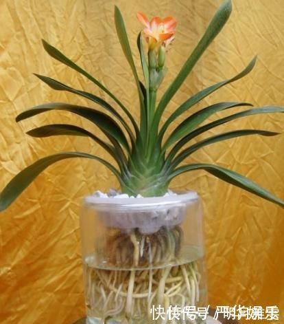 君子兰不开花还总是烂根教你一招,君子兰从此长不停