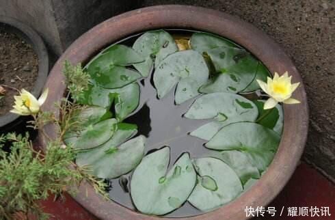 养盆栽睡莲、碗莲,一个小技巧,叶子蹭蹭长满盆,一次开10朵