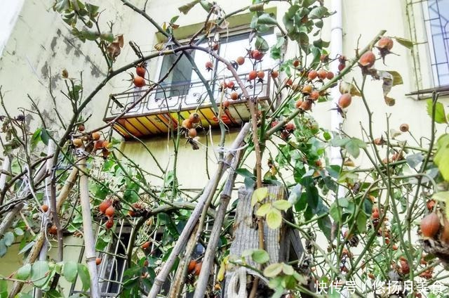 蔷薇|蔷薇枝条上缀满小红果