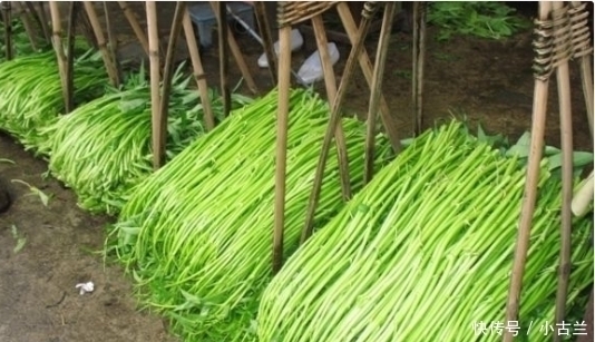 种蔬菜|在中国2毛一斤没人买,在美国却比肉还受欢迎,老外:真好吃