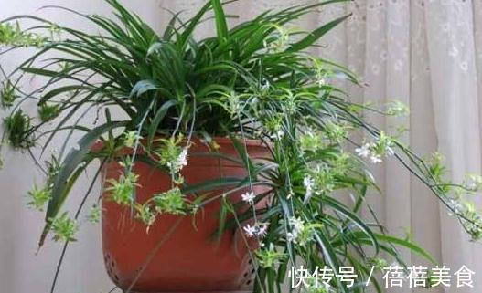 想要将吊兰养成瀑布,教你6招小技巧,不断抽藤养成绿瀑布