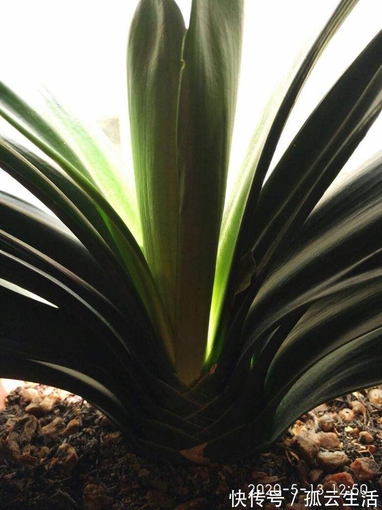 君子兰能不能开花，主要看这3点，全都符合才能开