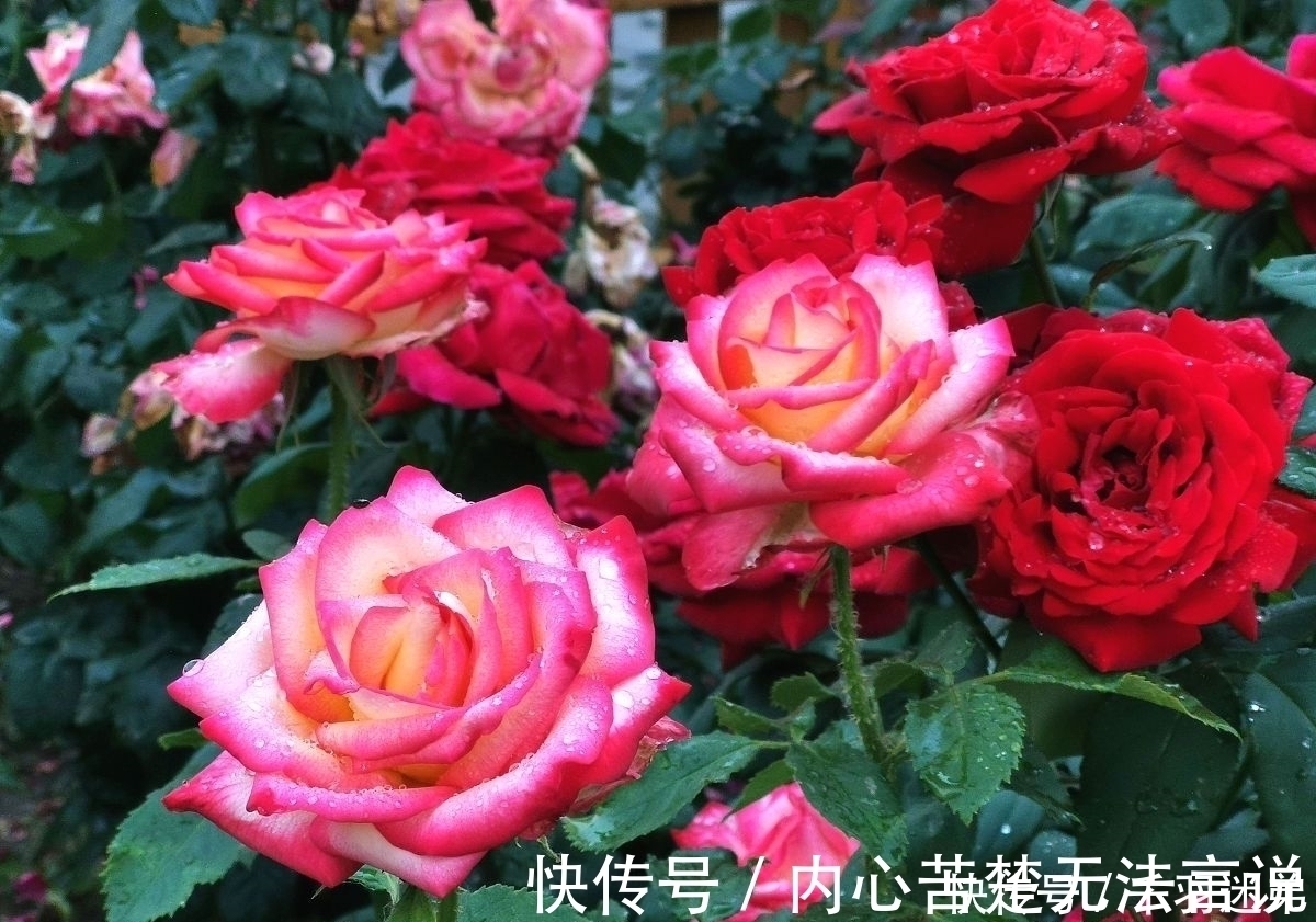 婆婆养月季只选一种，好养抗性强，关键“爱”开花，比养欧月实在