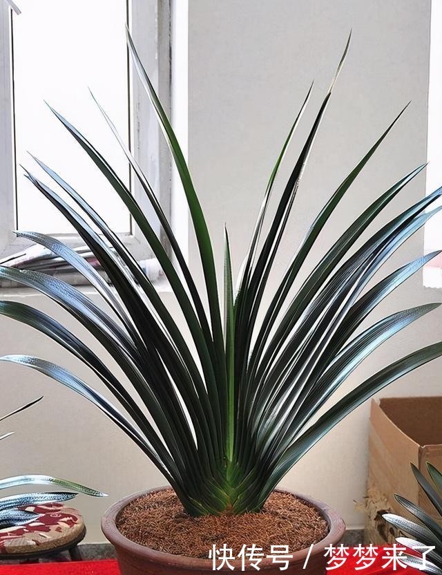  兰花|4种“高贵花”，冬天砰砰开花，家里养一盆，富贵大气“有面子”