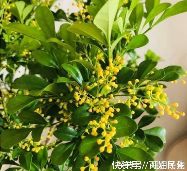 漂亮|4种花漂亮又好养，比牡丹好看，养在哪里都爆盆，好运到来