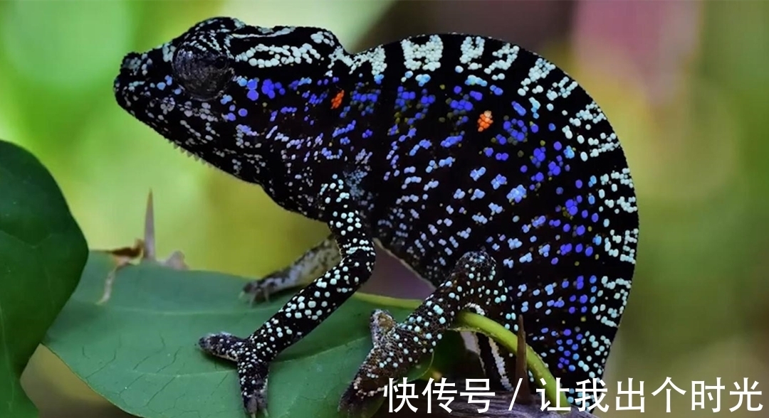 纳米晶体|变色不是为了“伪装”?而是交流和控制体温,动画片都是骗人的