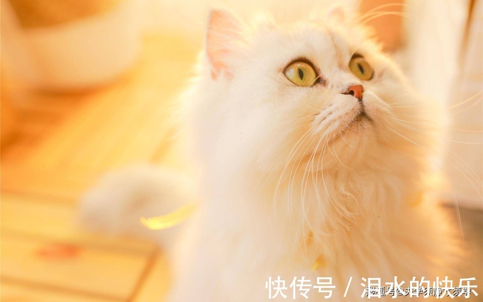 |幽默笑话:姐姐带我去相亲,她送了一件皮衣让我穿,我感动坏了!