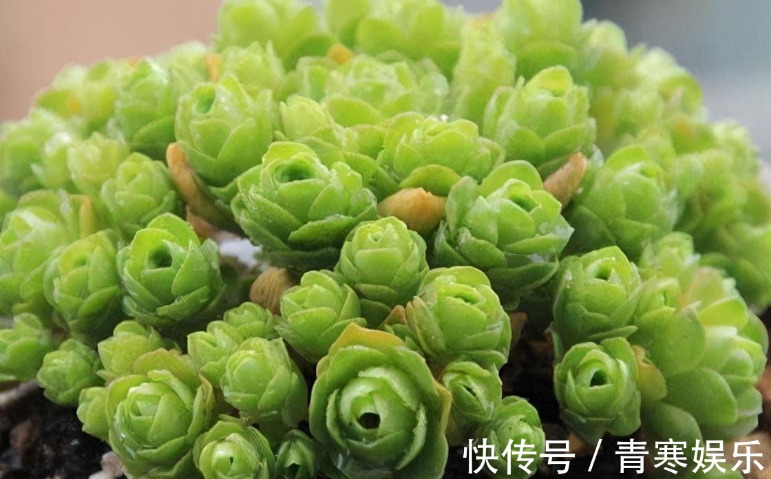 张大哥养肉10多年，总结出4个“耐热品种”，肉迷都喜欢