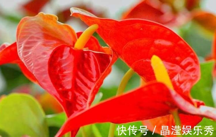 4种花美的出奇，好养又漂亮，连年开花，能养一辈子