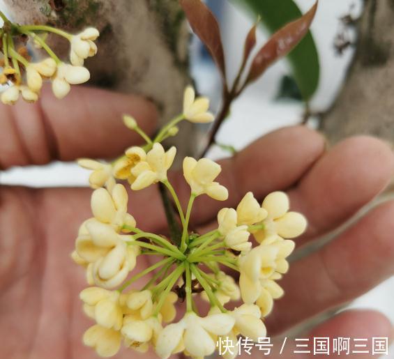 8种花“作用大”，香气满屋能泡茶，你养着花漂亮，花养着你健康